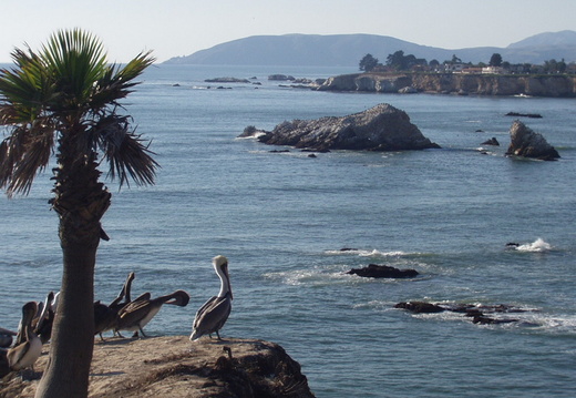  pelican point