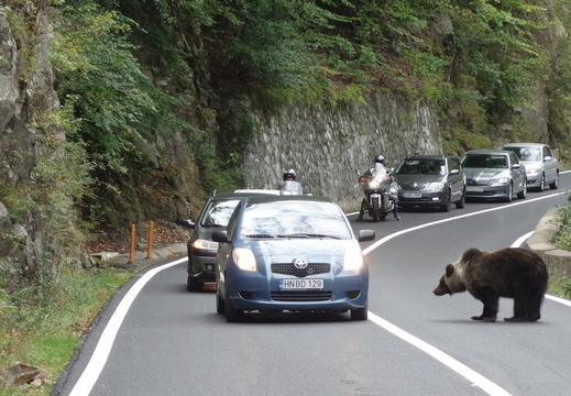 Transfagarash