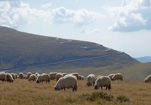 Transalpina